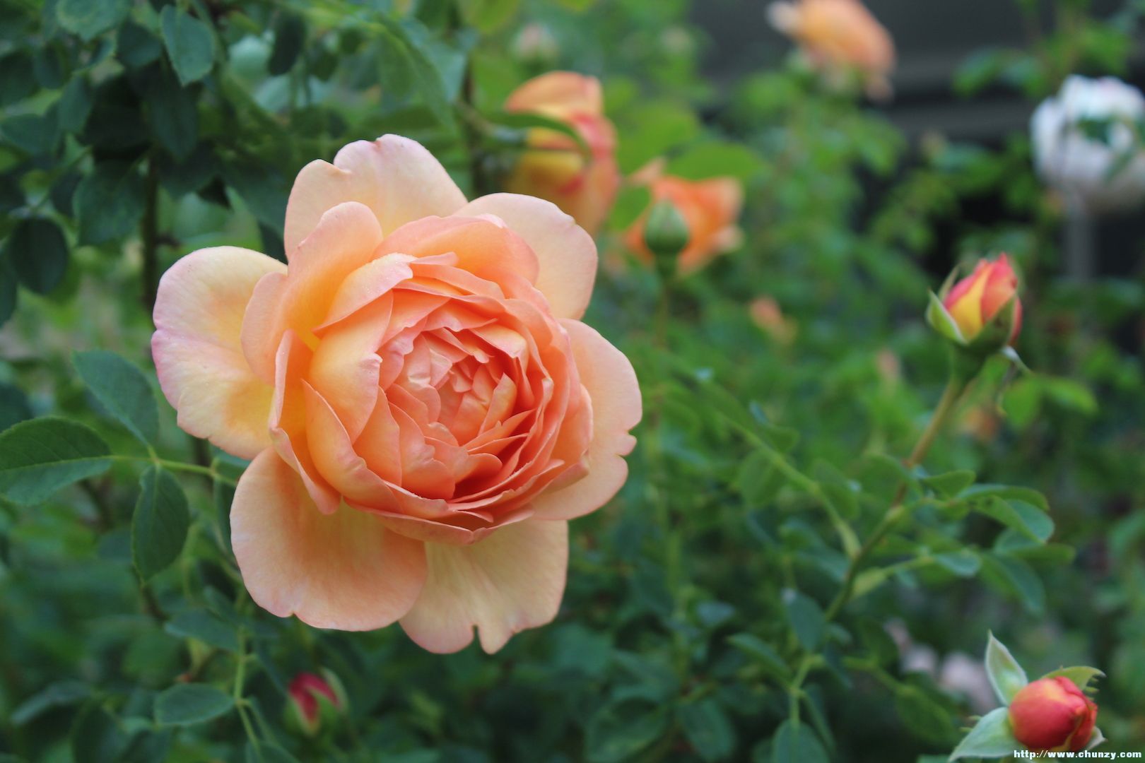 lady of shalott