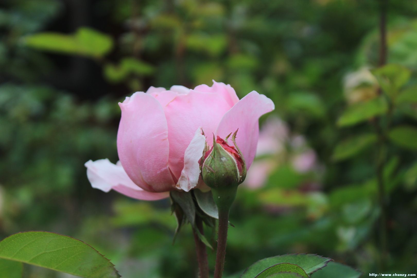 the alnwick rose