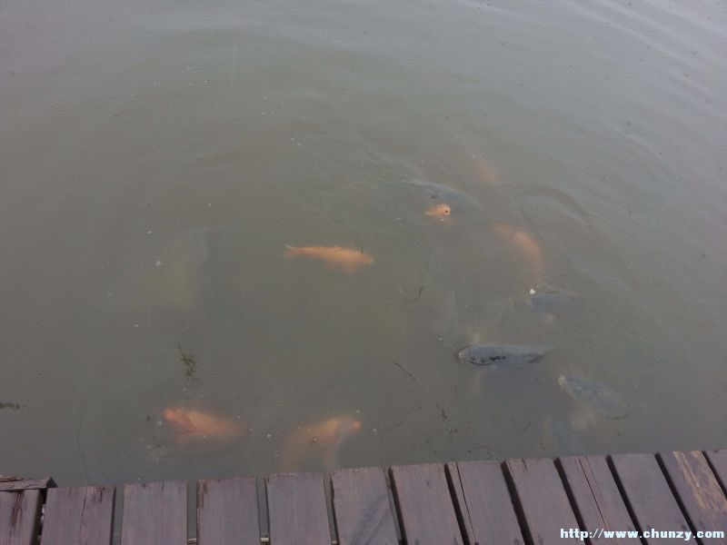 浦河湿地的锦鲤