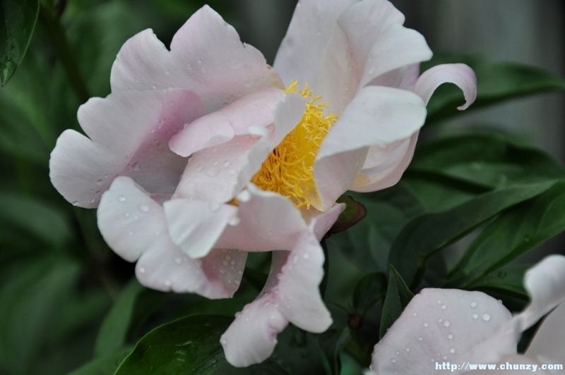 peony_pink2s.JPG