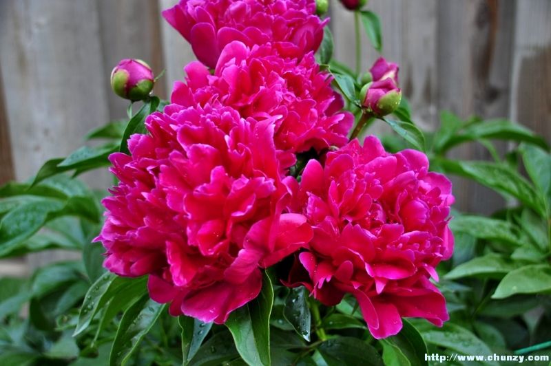 peony8s.JPG