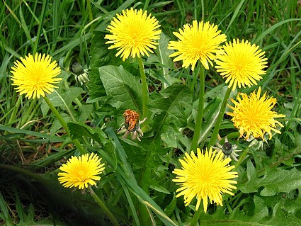 dandelion%20herb[1].jpg